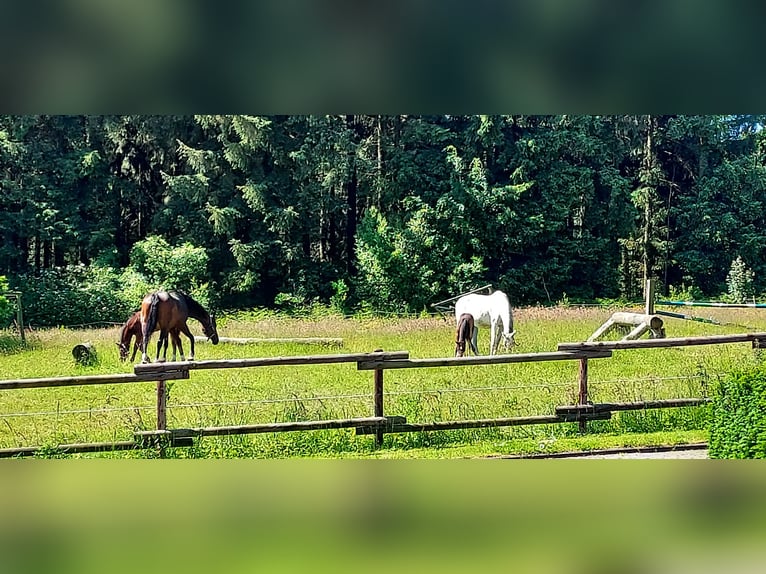 Lugares de cría disponibles para 2025