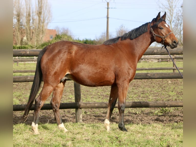 NURSERY EQUINE centre d'insémination