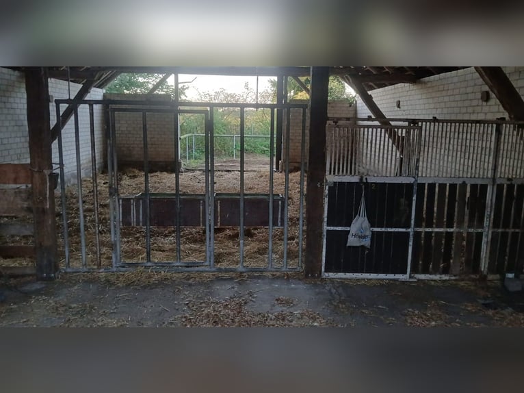 Paddock / Paddock with shelter for young mares