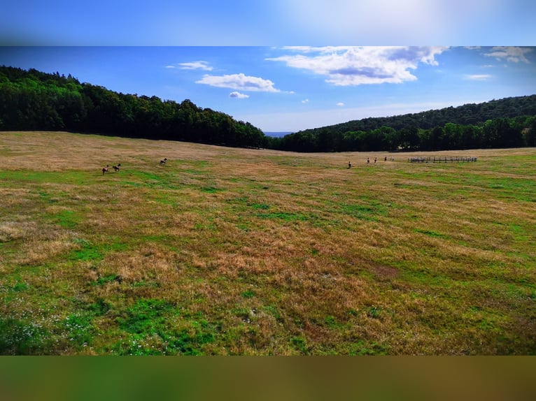 Pasture for young horses in Poland – top-quality care at affordable rates, close to DE and CZ 