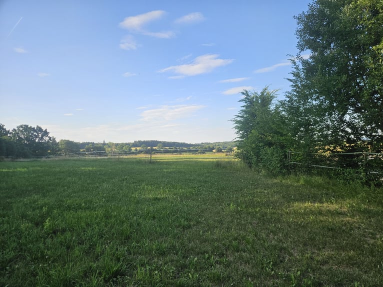 Pequeña manada de caballos semental de 2026