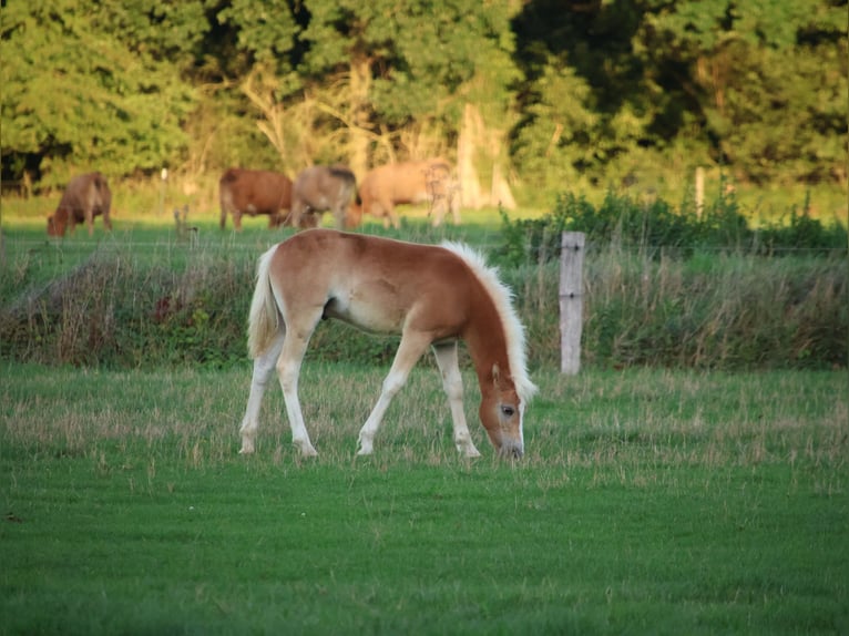 Plaza de cría para potro poni