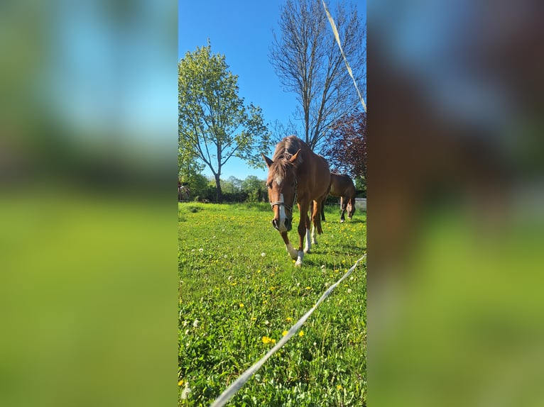 Plazas disponibles para potros en recría y caballos retirados