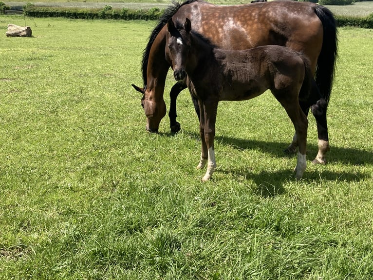 Professioneller Aufzuchtplatz für Absetzer und Jungpferde