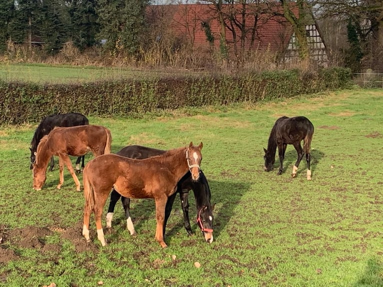 Professioneller Aufzuchtplatz für Absetzer und Jungpferde