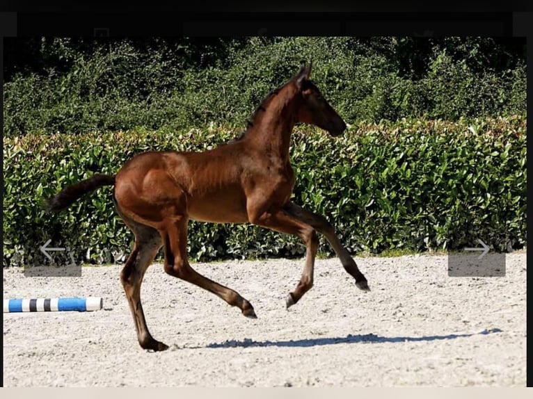 Professioneller Aufzuchtplatz für Absetzer und Jungpferde