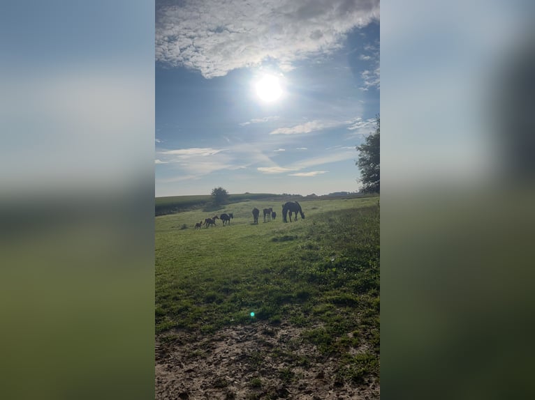 Professioneller Aufzuchtplatz für Absetzer und Jungpferde