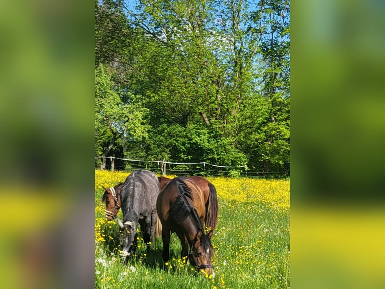 Puesto de cría para potros, caballos jóvenes y yeguas de cría
