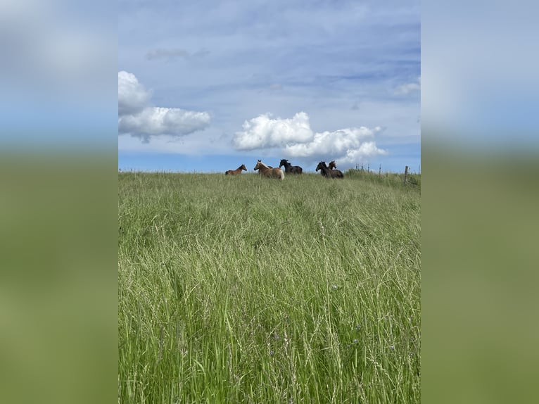 Puesto de cría para yegua