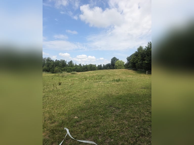 Puesto de cría, pradera