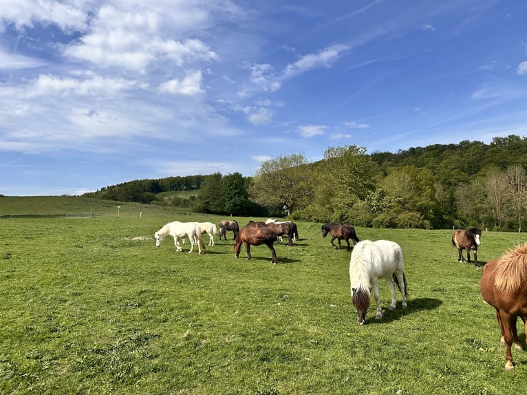 Puesto de cría y pasto para caballos islandeses, resistente y apto para todo el año, ideal para caba