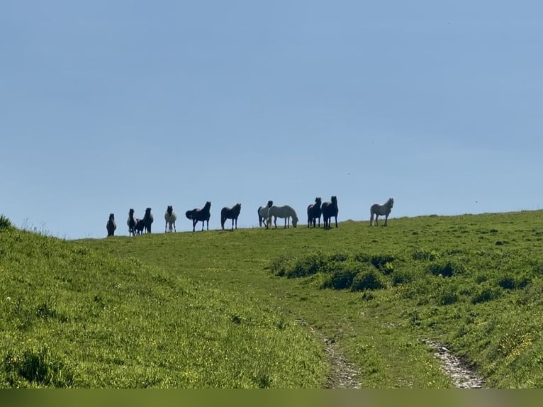 Puesto de cría y pasto para caballos islandeses, resistente y apto para todo el año, ideal para caba