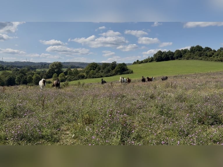 Puesto de cría y pasto para caballos islandeses, resistente y apto para todo el año, ideal para caba