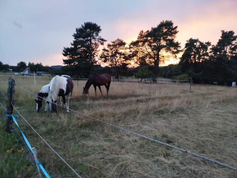 Puesto en paddock abierto para potros, cabritos, yearlings o caballos jóvenes