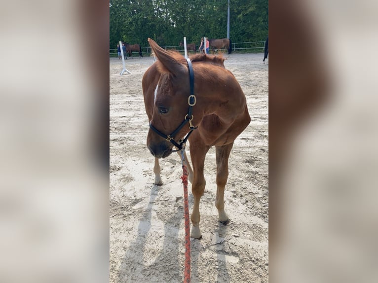 Puestos de cria para potros y caballos jóvenes en Hasbergen – cuidado profesional, adecuado y person