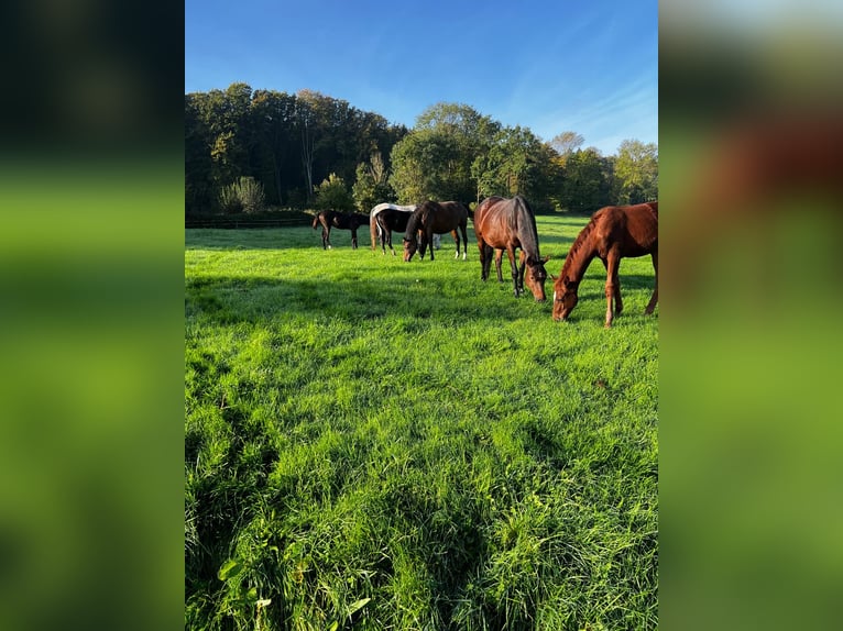 Puestos de cria para potros y caballos jóvenes en Hasbergen – cuidado profesional, adecuado y person