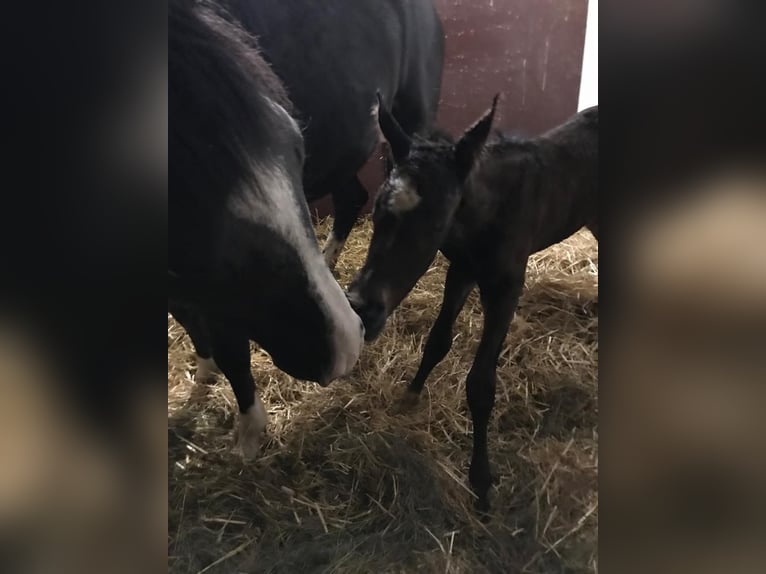 Puestos de cria para potros y caballos jóvenes en Hasbergen – cuidado profesional, adecuado y person