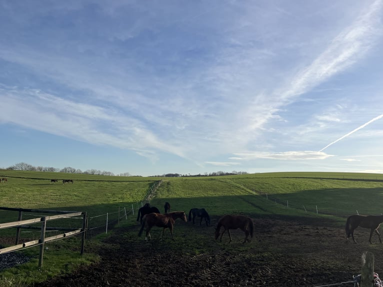 Puestos de cria para potros y caballos jóvenes en Hasbergen – cuidado profesional, adecuado y person