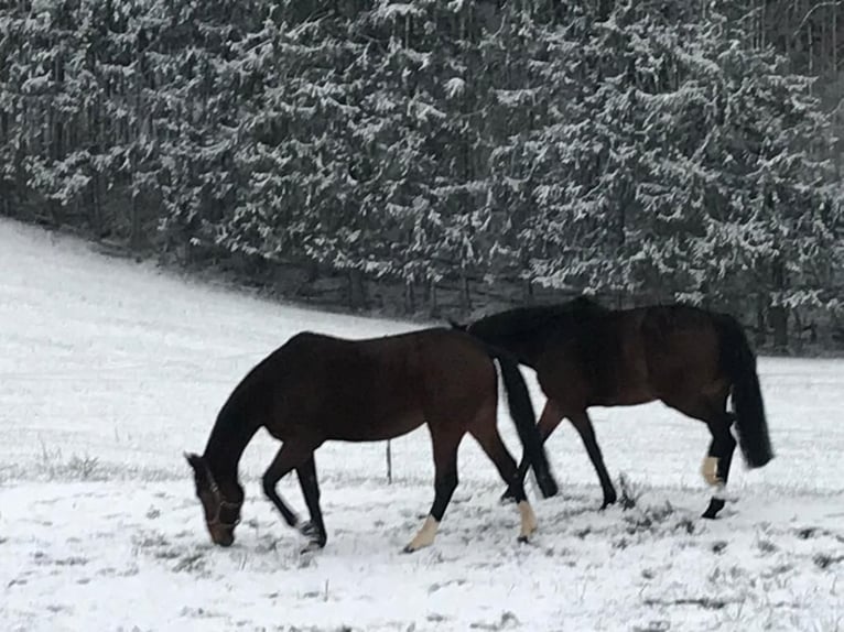 Puestos de cria para potros y caballos jóvenes en Hasbergen – cuidado profesional, adecuado y person