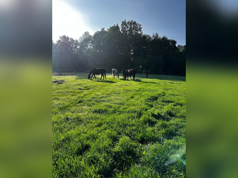 Puestos de cria para potros y caballos jóvenes en Hasbergen – cuidado profesional, adecuado y person