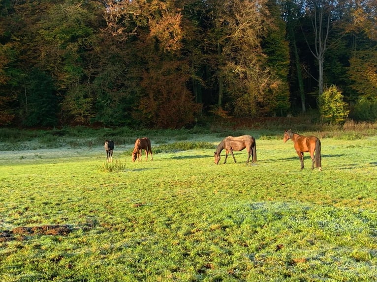 Puestos de cria para potros y caballos jóvenes en Hasbergen – cuidado profesional, adecuado y person