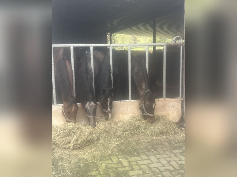 Puestos de cria para potros y caballos jóvenes en Hasbergen – cuidado profesional, adecuado y person
