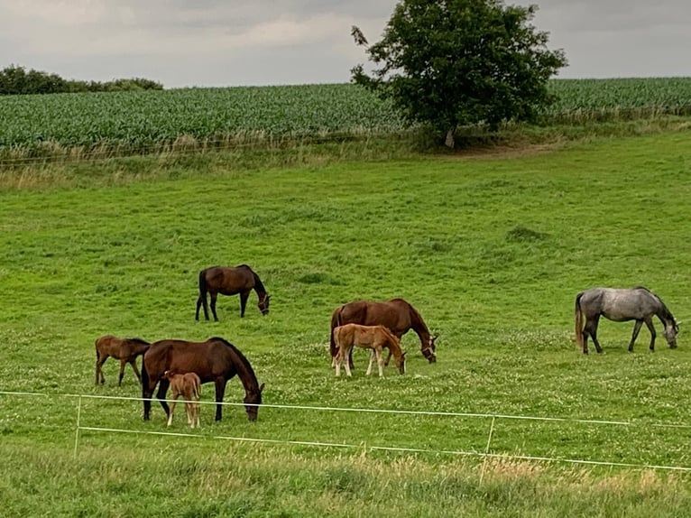 Puestos de cria para potros y caballos jóvenes en Hasbergen – cuidado profesional, adecuado y person