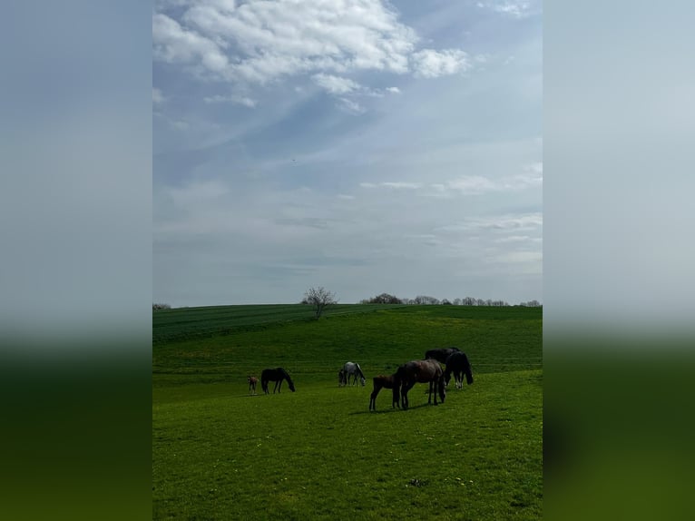 Puestos de cria para potros y caballos jóvenes en Hasbergen – cuidado profesional, adecuado y person