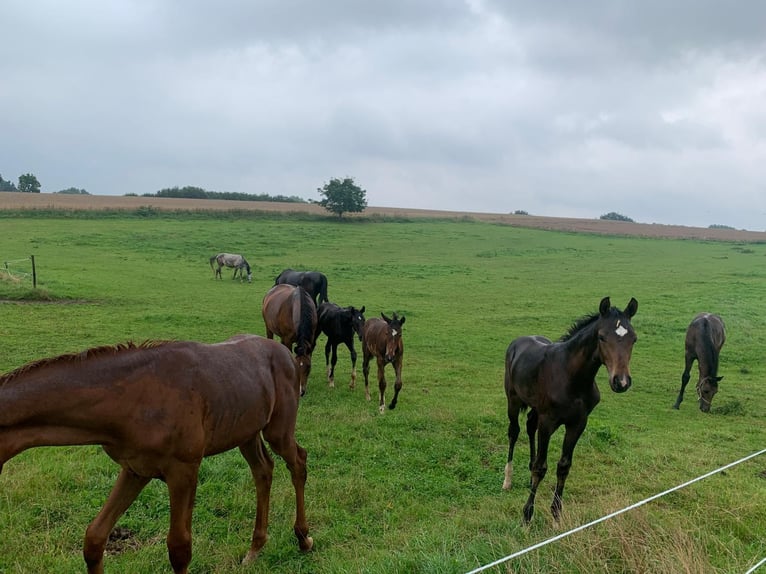 Puestos de cria para potros y caballos jóvenes en Hasbergen – cuidado profesional, adecuado y person