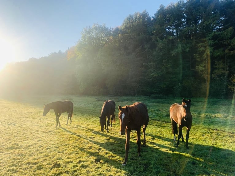 Puestos de cria para potros y caballos jóvenes en Hasbergen – cuidado profesional, adecuado y person