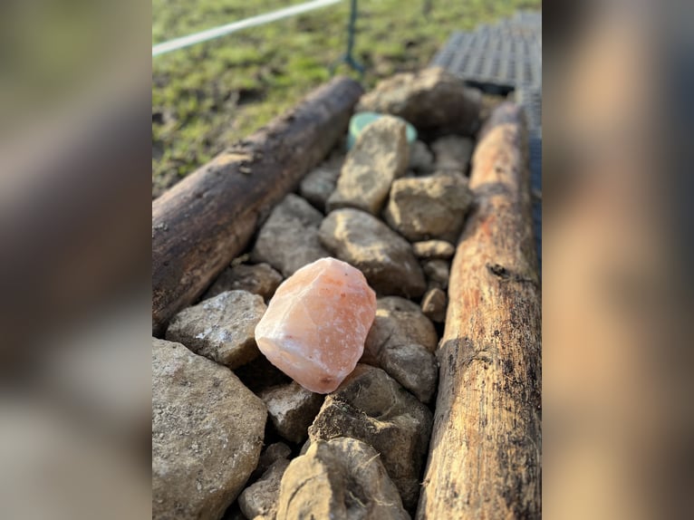 Puestos para cría de yeguas