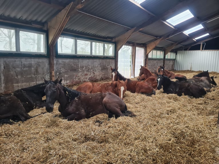 Zuchtstutenpension/Vollpension und Jungpferdeaufzucht