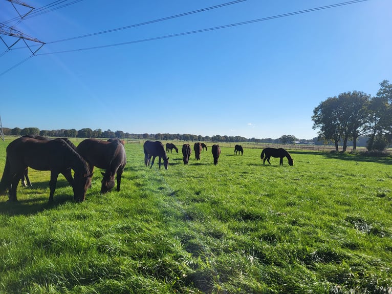 Zuchtstutenpension/Vollpension und Jungpferdeaufzucht