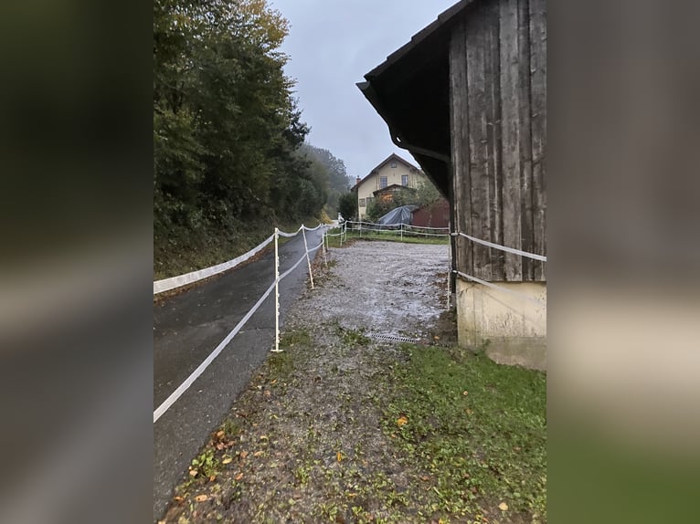 1 - 2 Plätze im Offenstall