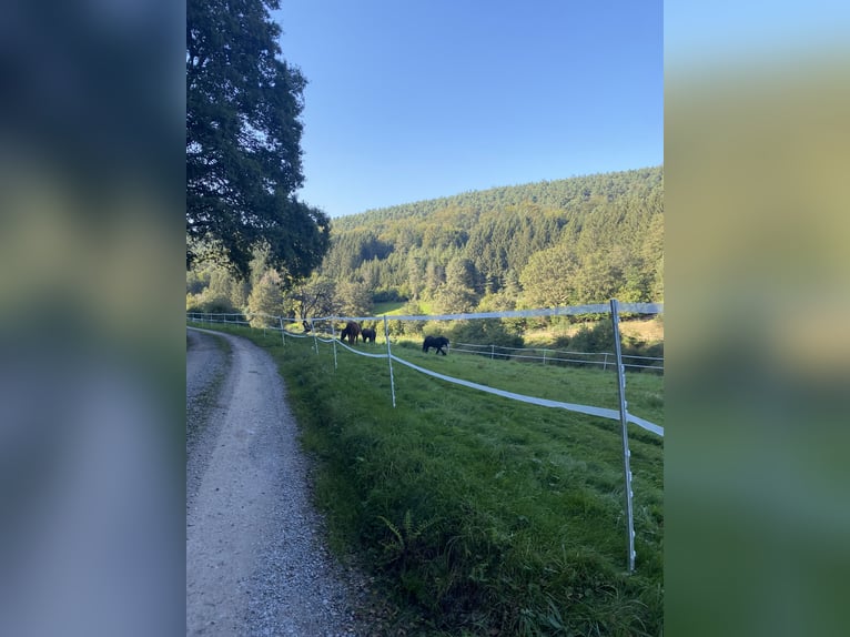 1 - 2 Plätze im Offenstall