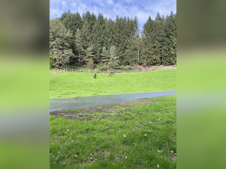 1 - 2 Plätze im Offenstall