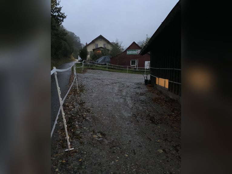 1 - 2 Plätze im Offenstall