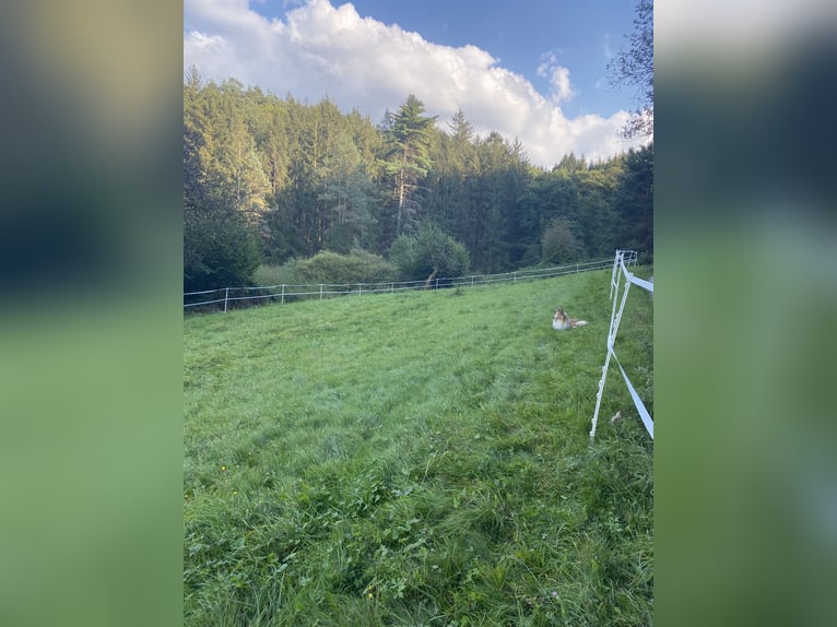 1 - 2 Plätze im Offenstall
