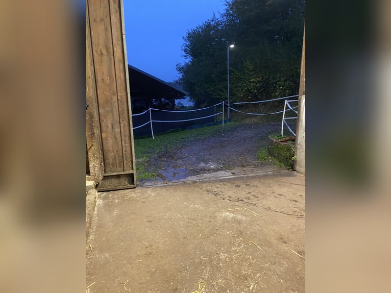1 - 2 Plätze im Offenstall