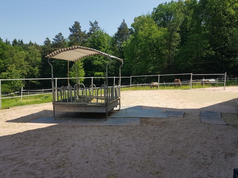 1 Offenstallplatz in Künzell ab April frei I Reithalle vorhanden