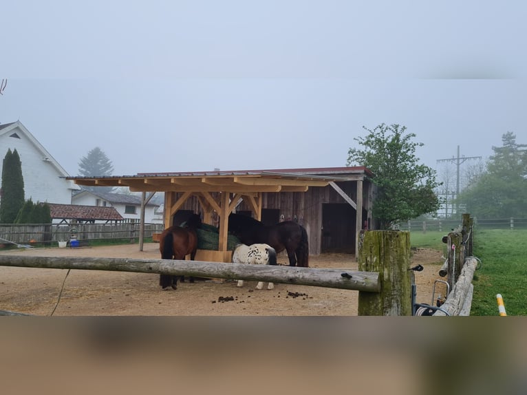 1 Platz im Offenstall für Kleinpferd oder Pony in Böheimkirchen zu vergeben 