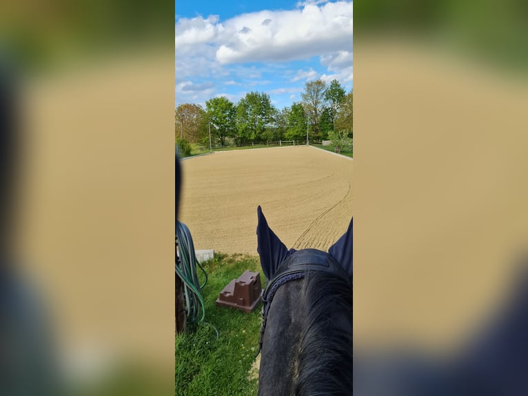 1 Platz im Offenstall für Kleinpferd oder Pony in Böheimkirchen zu vergeben 