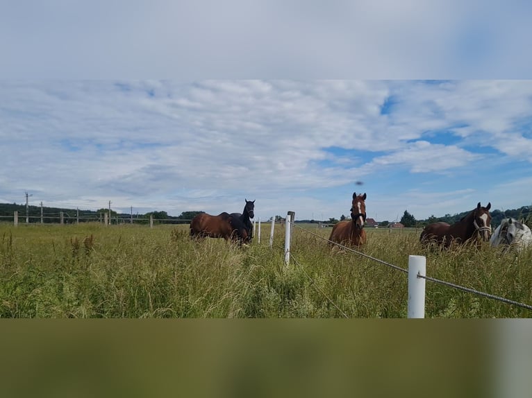 1 Platz im Offenstall für Kleinpferd oder Pony in Böheimkirchen zu vergeben 