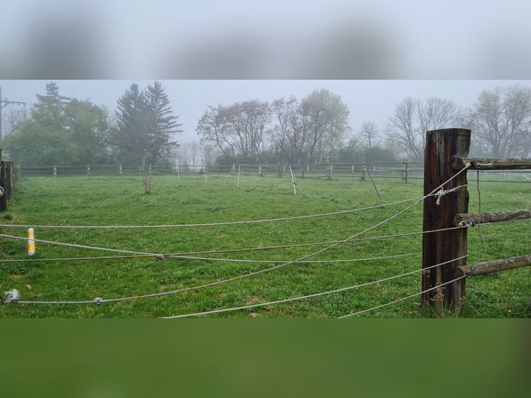 1 Platz im Offenstall für Kleinpferd oder Pony in Böheimkirchen zu vergeben 