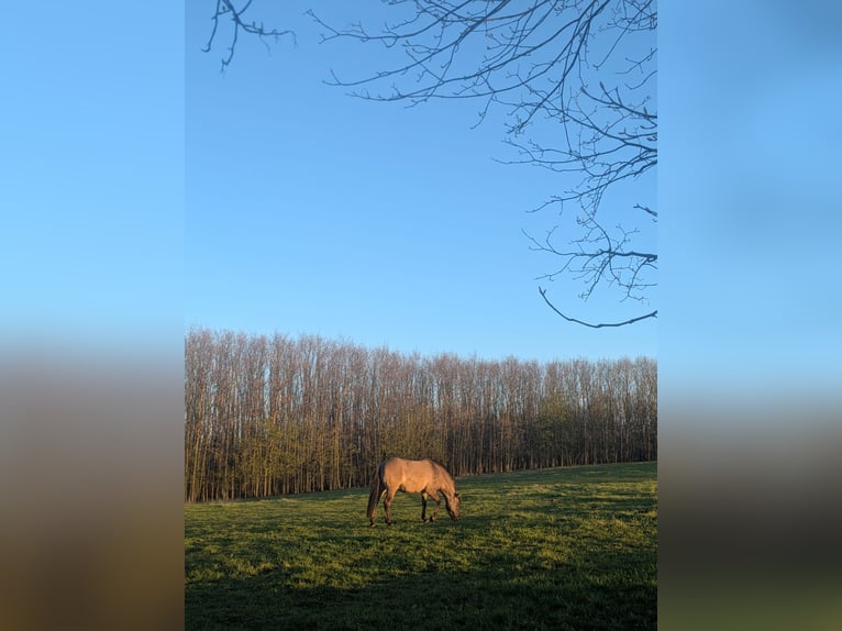 2-3 paddock and pasture spaces available for turnout; stabling space free
