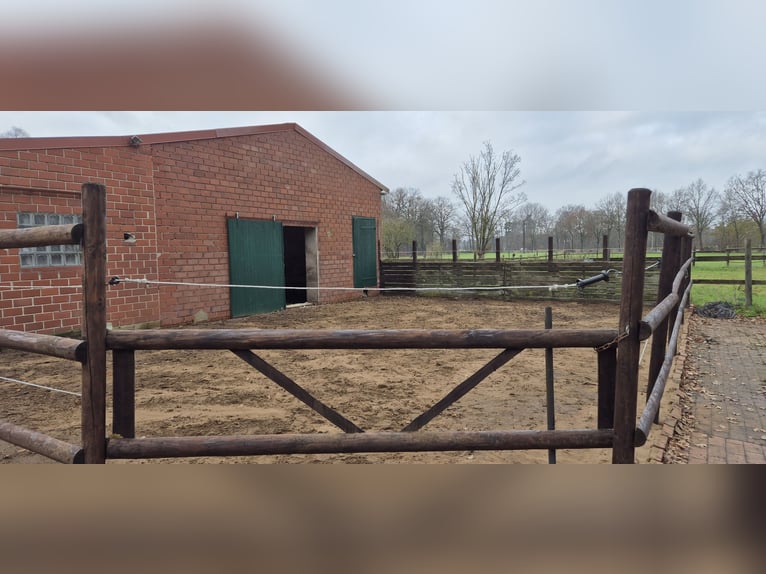 2-3 Plätze in einem Offenstall auf Selbstversorgerbasis zu vergeben