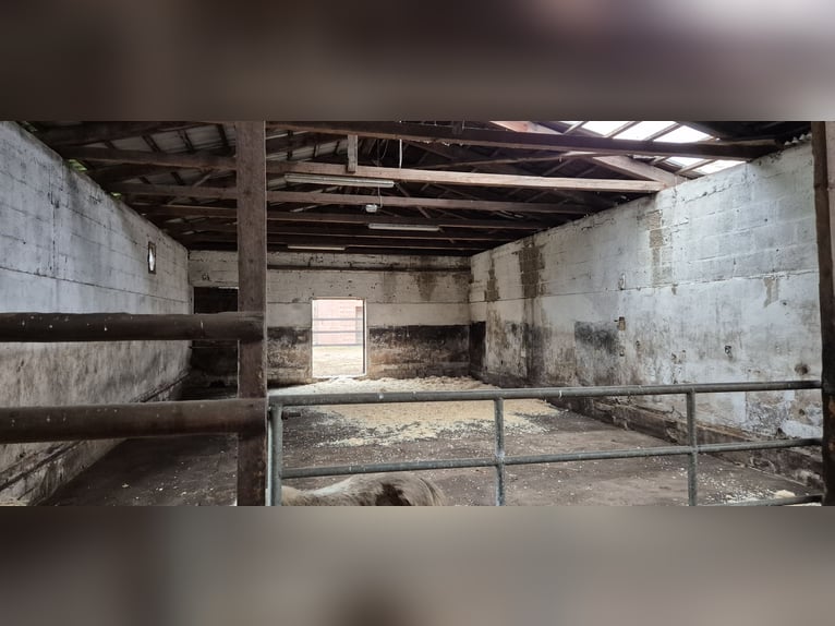 2-3 Plätze in einem Offenstall auf Selbstversorgerbasis zu vergeben