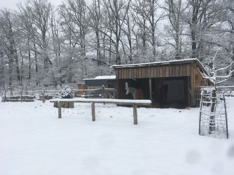 2 Offenstallplätze (Wallach) frei – idyllische Naturkoppel am Waldrand mit Unterständen und Roundpen