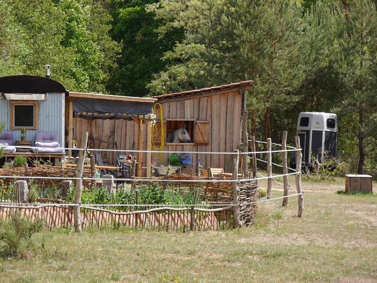 2 Offenstallplätze (Wallach) frei – idyllische Naturkoppel am Waldrand mit Unterständen und Roundpen