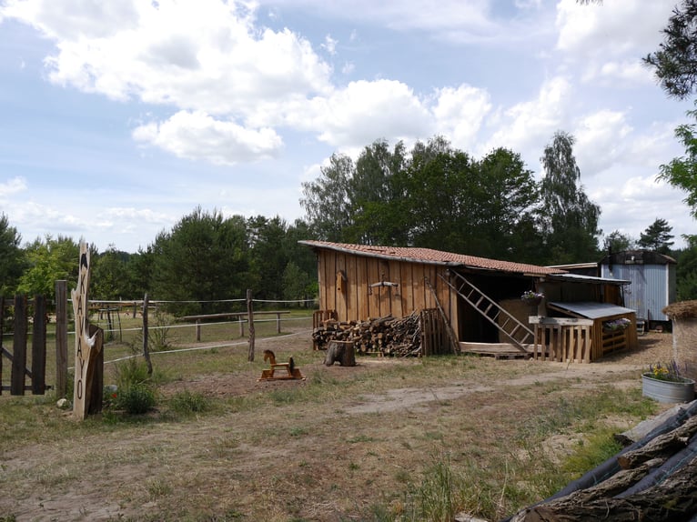 2 Offenstallplätze (Wallach) frei – idyllische Naturkoppel am Waldrand mit Unterständen und Roundpen